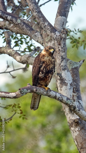 Galapagos hawk (Buteo galapagoen) perched in a tree at Puerto Egas, Santiago Island, Galapagos, Ecuador photo