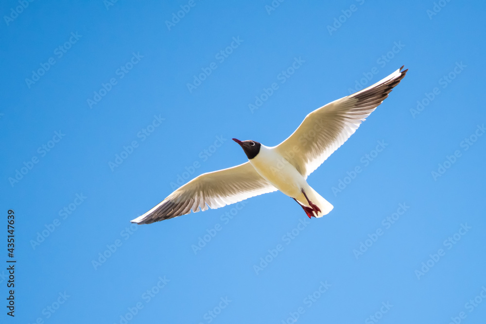 seagull in flight