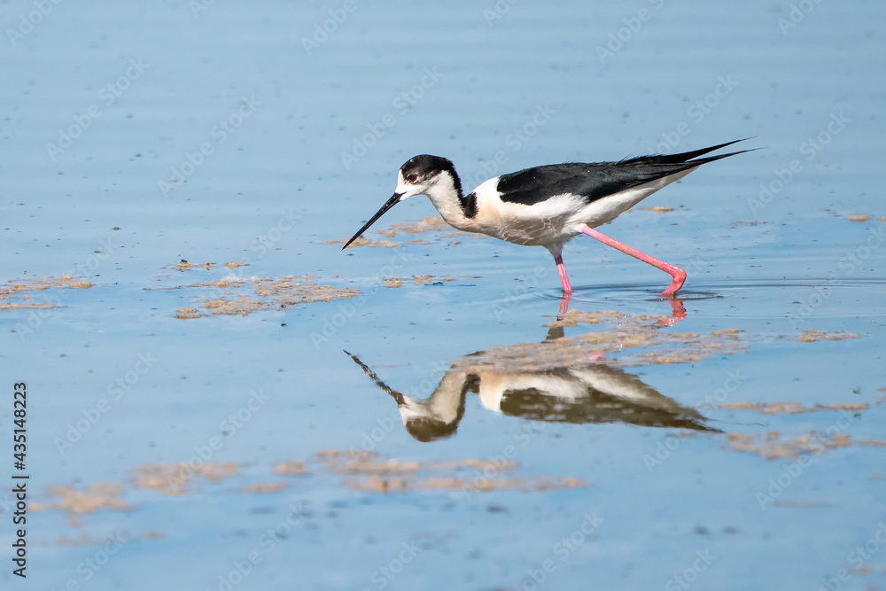 two storks two storks