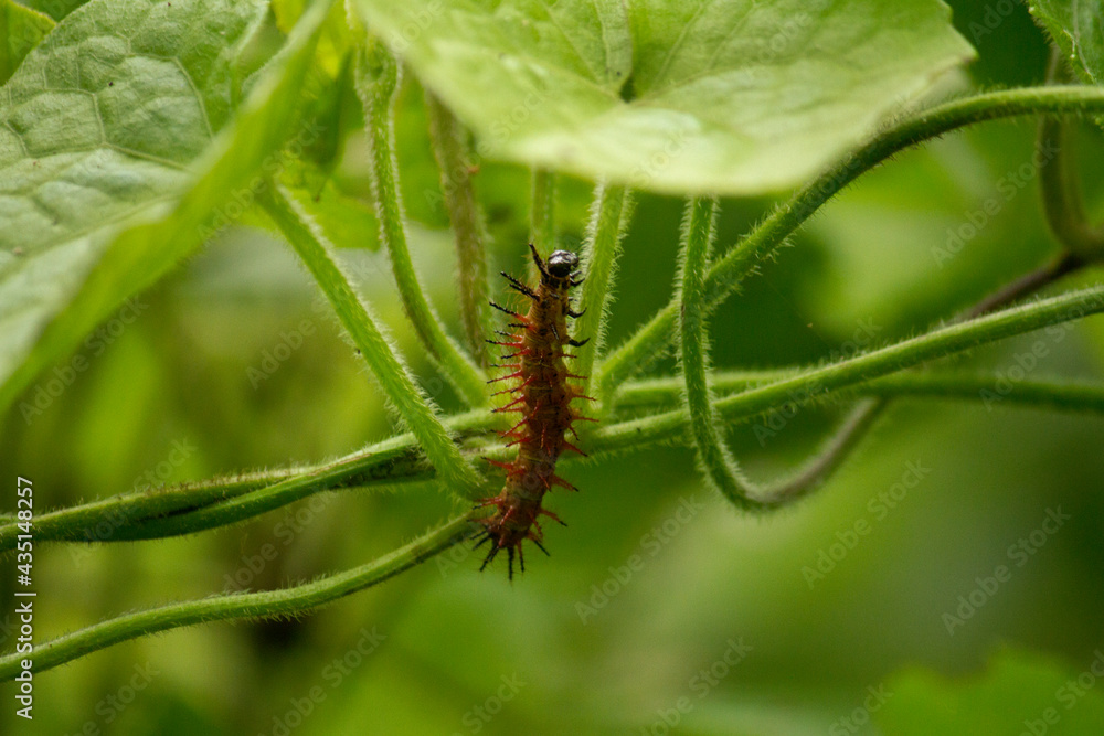 Fototapeta premium Fauna and biodiversity. Closeup view of a red and hairy caterpillar with spikes, in the forest.