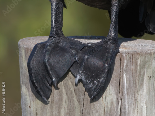 Close up of a double-crested cormorant (Phalacrocorax auritus) feet perched on wooden pylon at Sweetwater wetlands - Gainesville, Florida - black patterned sharp claws, webbed feet