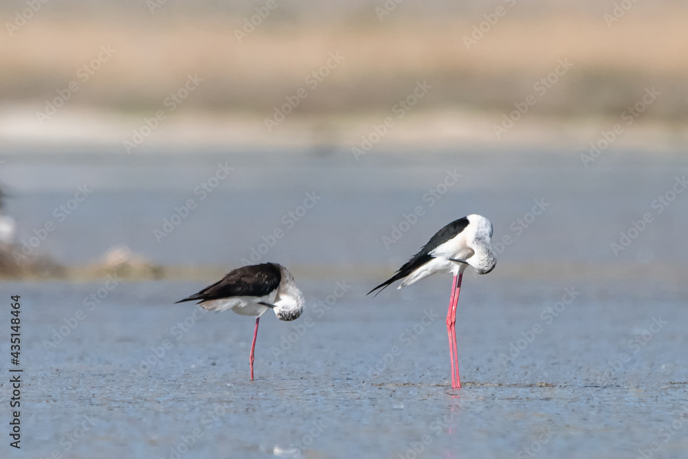 stilt stilt