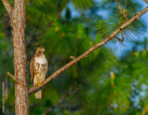 Juvenile red tailed hawk Buteo jamaicensis perched on long leaf pine tree branch - green needles blue sky back ground - feather detail looking right portrait shot - white chest with brown mottled band