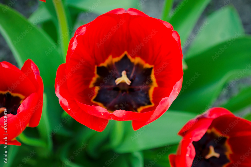 Fototapeta premium Red tulips close-up