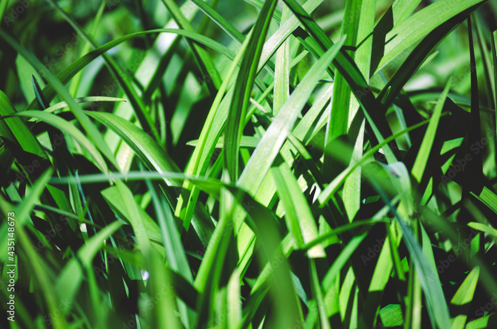 Long, contrasting, lily leaves as a background Long, contrasting, lily leaves as a background
