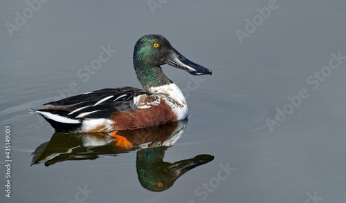 male northern shoveler drake (Spatula clypeata) with green iridescent head, orange eye, wide black bill, in smooth calm water with reflection, in great detail, showing lamellae on Bill