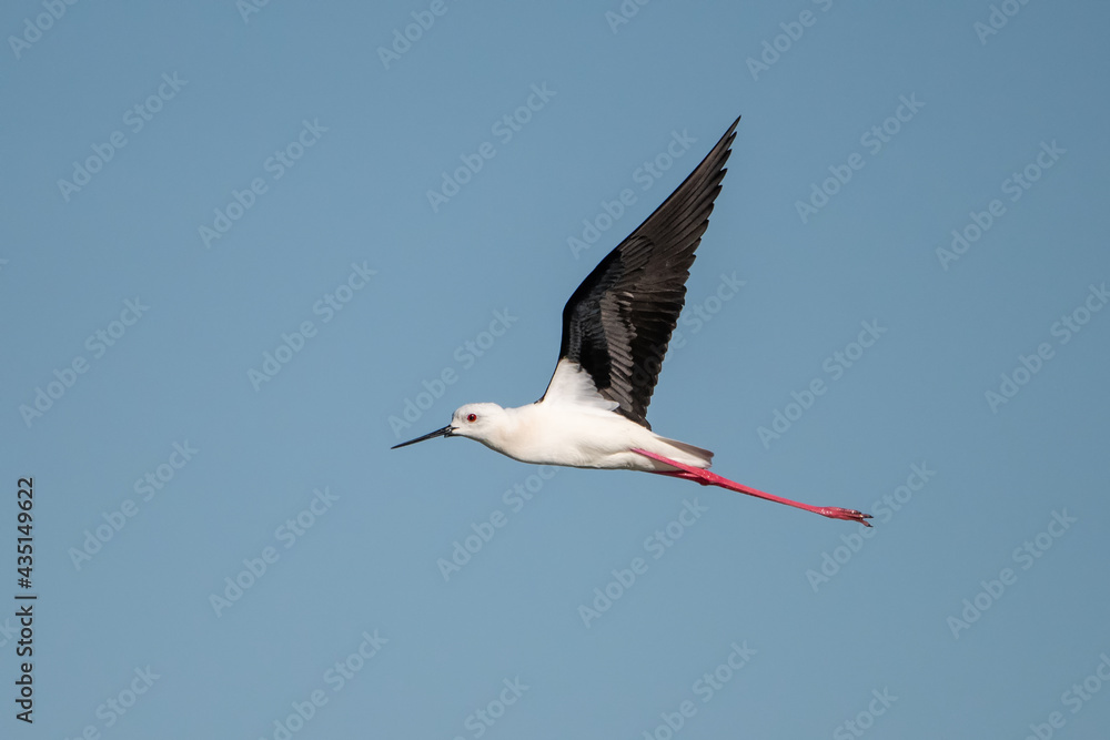 Obraz premium stork in flight