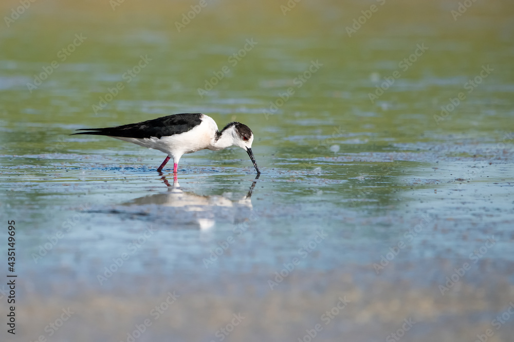 black headed gull