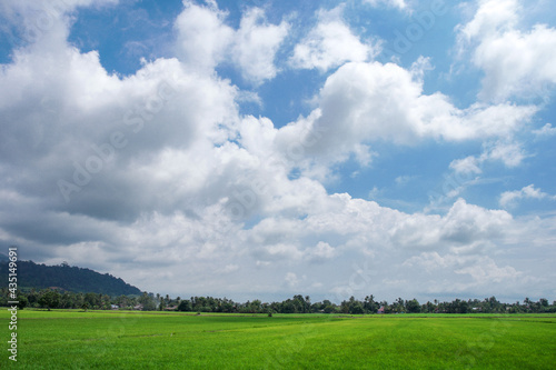 A beautiful scenary of a green paddy field under a cloudy blue sky