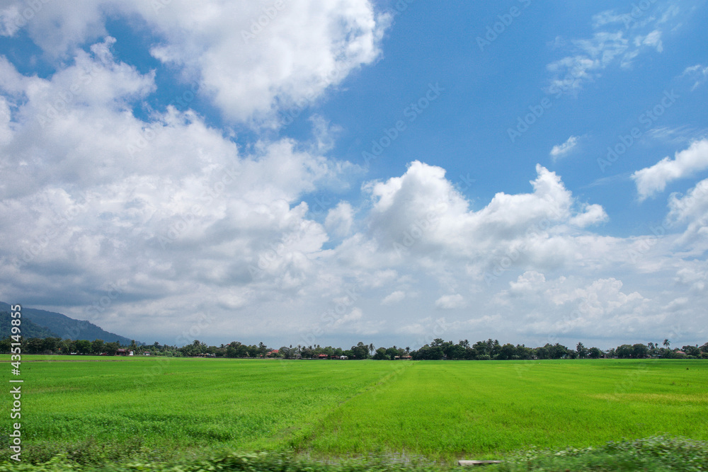 A beautiful scenary of a green paddy field under a cloudy blue sky