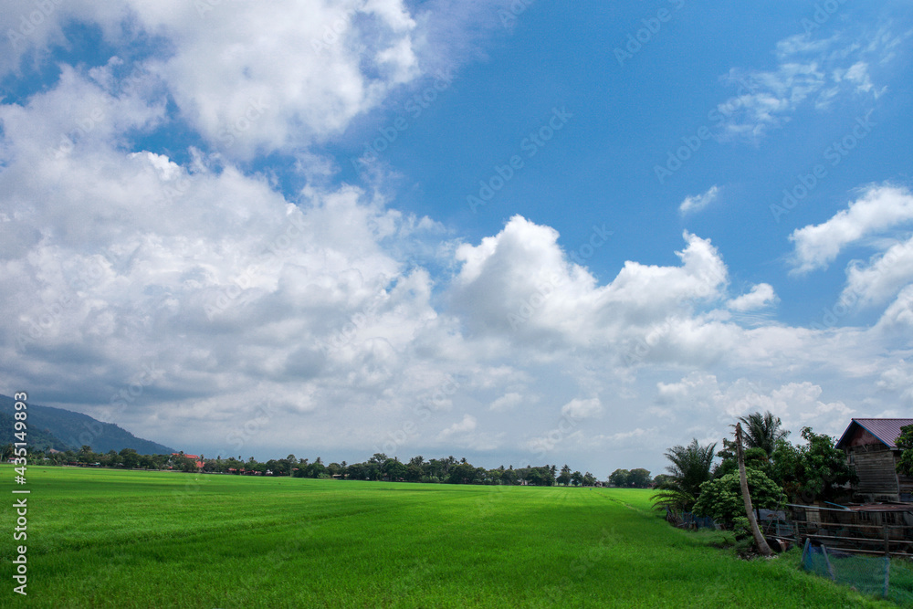 Scenary view of paddy field and coconut tree with cloudy blue sky