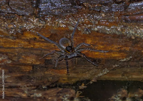 Wild non captive female adult six spotted fishing spider (Dolomedes triton) with yellow white stripes, resting on top of water at the edge of a submerged log, ambush mode