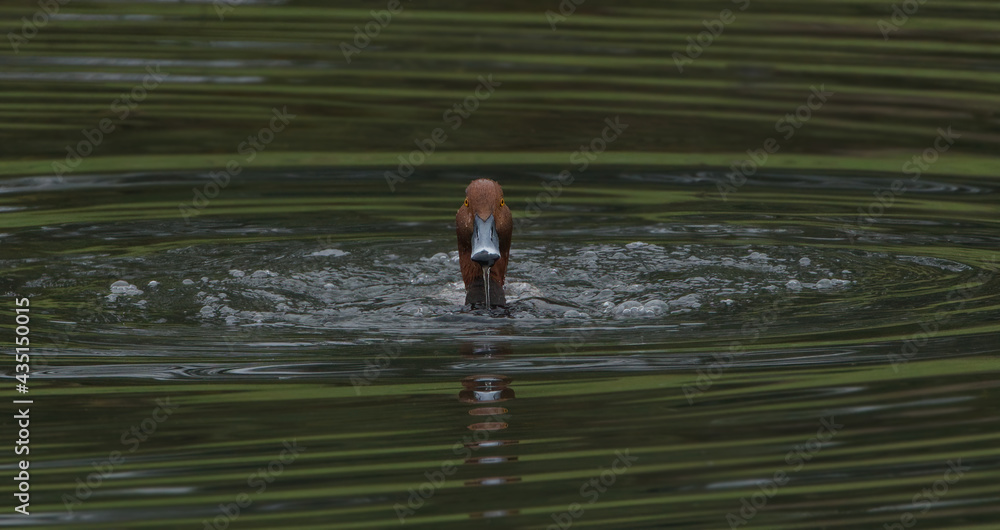 Fototapeta premium red head duck (Aythya americana) male drake surfacing with water dripping off bill; looking straight at camera with both orange eyes visible