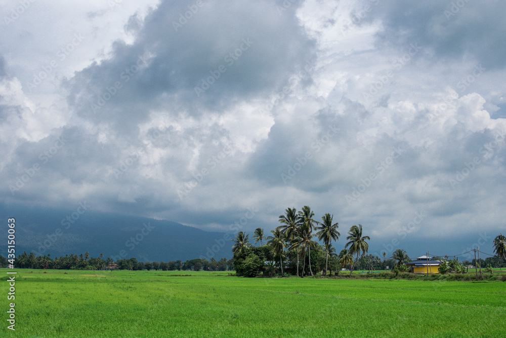Scenary view of paddy field and coconut tree with cloudy blue sky Scenary view of paddy field and coconut tree with cloudy blue sky