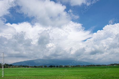 A beautiful scenary of a green paddy field under a cloudy blue sky
