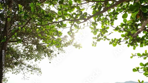 Ray of sunlight through leaves of a tree from under.