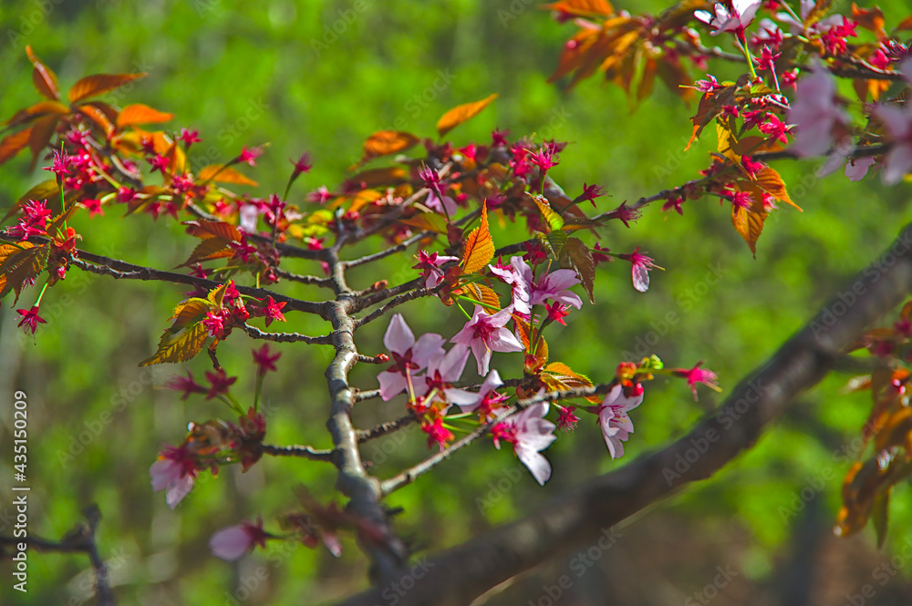 緑の森を背景に晴れた日に葉と桜。