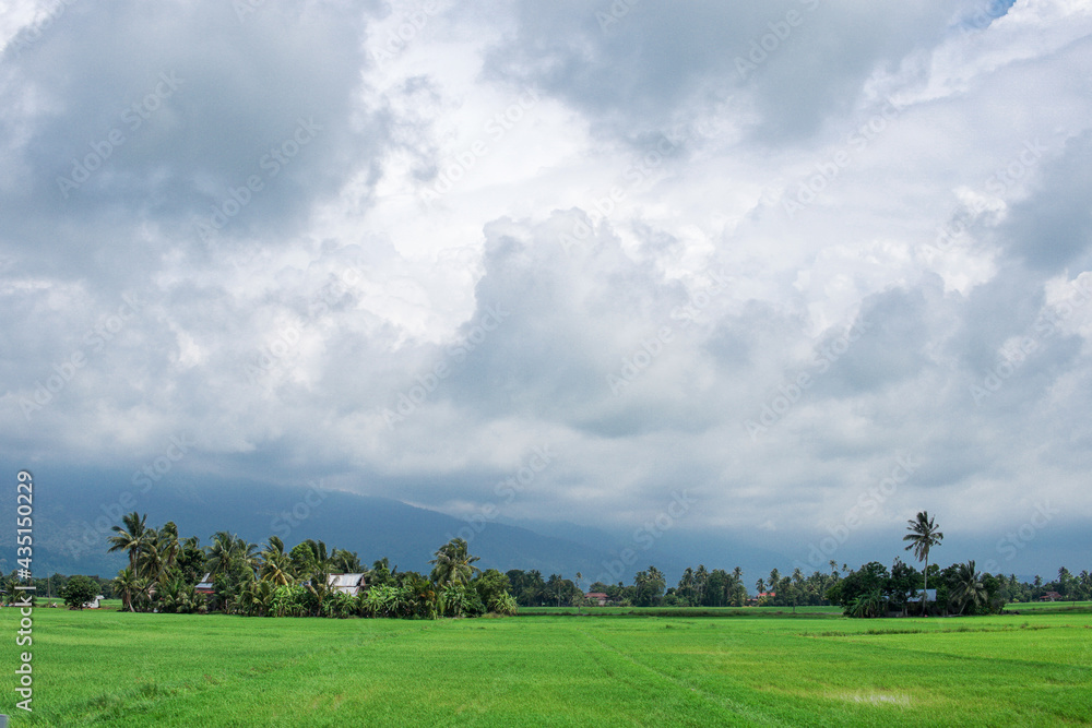 Scenary view of paddy field and coconut tree with cloudy blue sky Scenary view of paddy field and coconut tree with cloudy blue sky