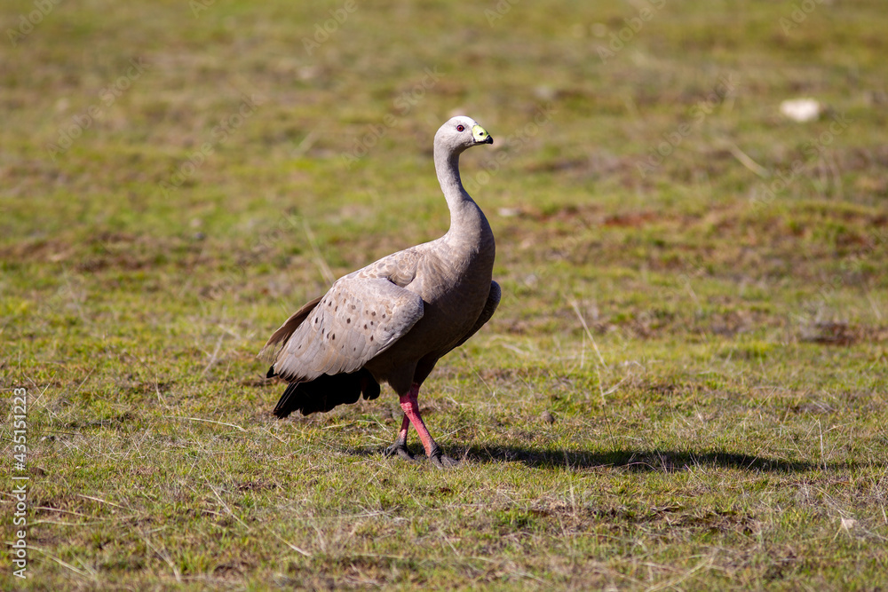 A Cape Barren Goose feeding in the Flinders Chase National Park on May 8th 2021 A Cape Barren Goose feeding in the Flinders Chase National Park on May 8th 2021