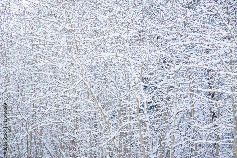 Frosty Tree Background - Closeup of fresh frosting of snow on trees in Arapahoe National Forest, Summit County, Colorado Frosty Tree Background - Closeup of fresh frosting of snow on trees in Arapahoe National Forest, Summit County, Colorado
