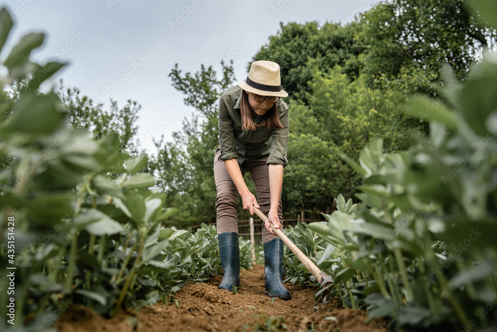 Front view of young caucasian woman female farmer working in the agriculture filed holding hoe to remove weeds and shaping soil and hilling - real people horticulture and self sufficiency concept Front view of young caucasian woman female farmer working in the agriculture filed holding hoe to remove weeds and shaping soil and hilling - real people horticulture and self sufficiency concept