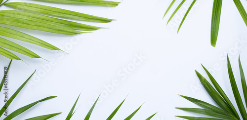 Tropical palm leaves on white background. Summer background concept