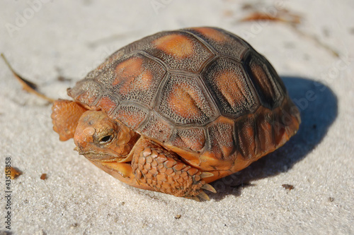 baby orange colored Florida gopher tortoise (Gopherus polyphemus) on white sugar sand, soft indents on scutes indicates hatchling, head poking out of shell, federally protected species photo