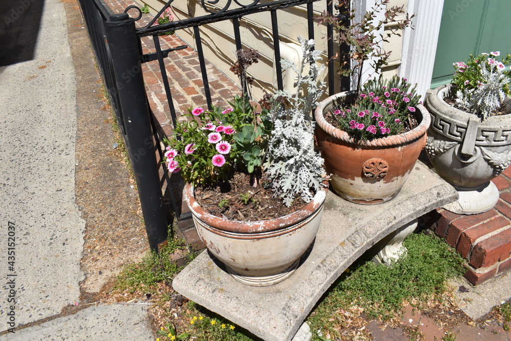 Naklejka premium Flowering Dianthus in Clay Pots Along a City Street