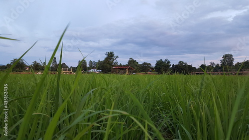 Rice was planted in paddies by local farmers weeks before.