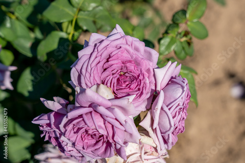'Quick Silver' Rose flowers in field, Ontario, Canada.
Scientific name: Rosa ' Quick Silver'
