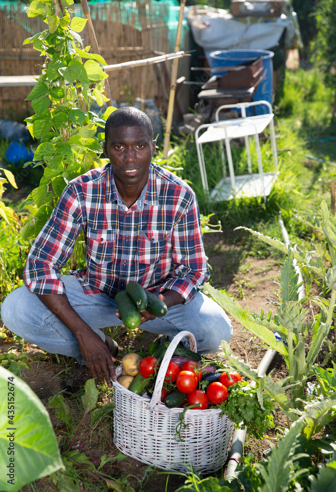Fototapeta premium Farmer with a harvest of tomatoes, cucumbers and parsley from the garden. High quality photo