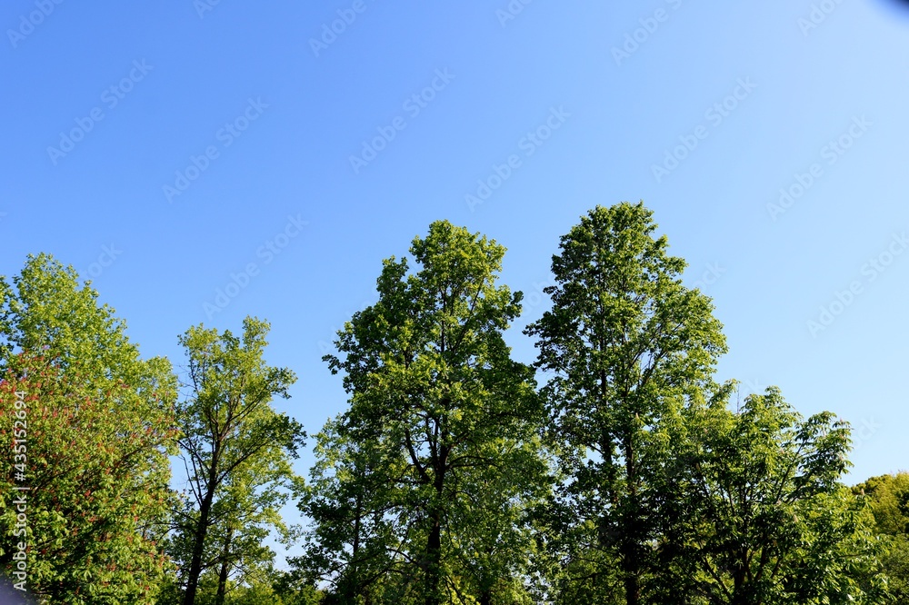 Obraz premium 新緑と青空 風景