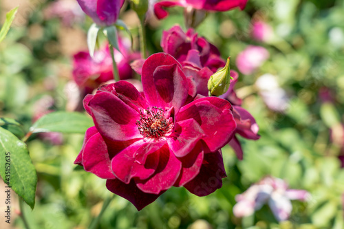 'Burgundy Iceberg' rose flowers in field, Ontario, Canada. Scientific name: Rosa 'Burgundy Iceberg' 