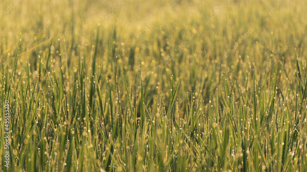 Dewdrops on the tips of rice leaves in the morning, a great image to use as a wallpaper, or graphic resource