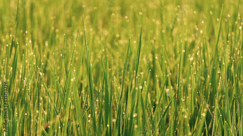 Dewdrops on the tips of rice leaves in the morning, a great image to use as a wallpaper, or graphic resource