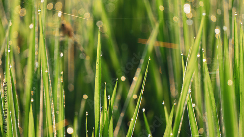Dewdrops on the tips of rice leaves in the morning, a great image to use as a wallpaper, or graphic resource