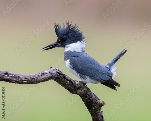 Belted Kingfisher (Megaceryle alcyon) perched over a lake in Rio Grande Valley, Texas, USA photo