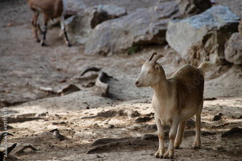 donkey and foal