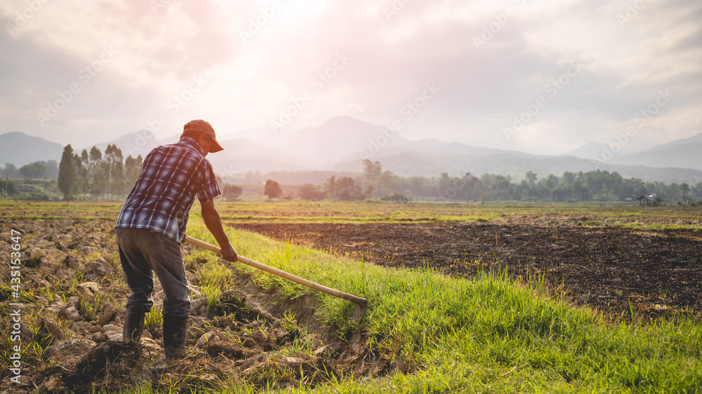Agriculture farmer of Asia rice field work concept.Farmers grow rice in ...