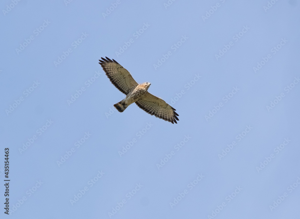 Broad-winged Hawk in flight (Buteo platypterus) Broad-winged Hawk in flight (Buteo platypterus)