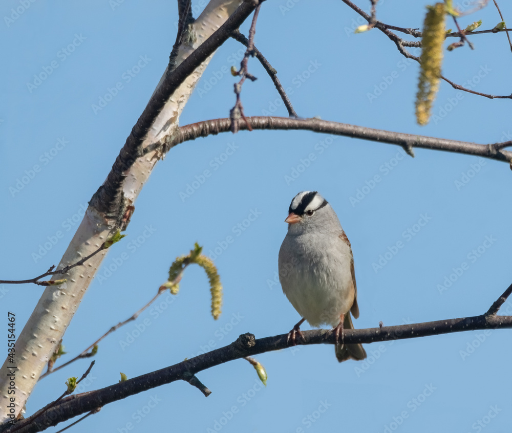 A White-crowned Sparrow (Zonotrichia leucophrys) in a tree under blue sky A White-crowned Sparrow (Zonotrichia leucophrys) in a tree under blue sky