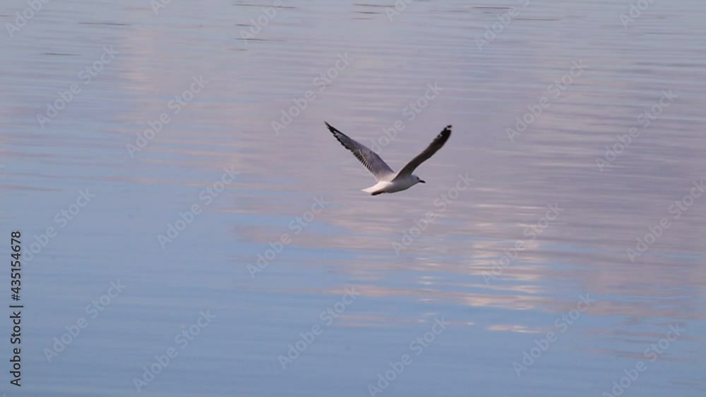 Slow motion video of a Seagull flying slow motion over parramatta river Sydney NSW Australia Slow motion video of a Seagull flying slow motion over parramatta river Sydney NSW Australia