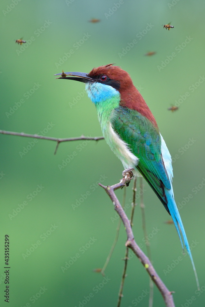 fascinated colorful bird with long tail and beaks catching flying wasp and enjoy eating on thin branch, blue-throated bee-eater
