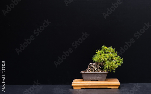 bonsai