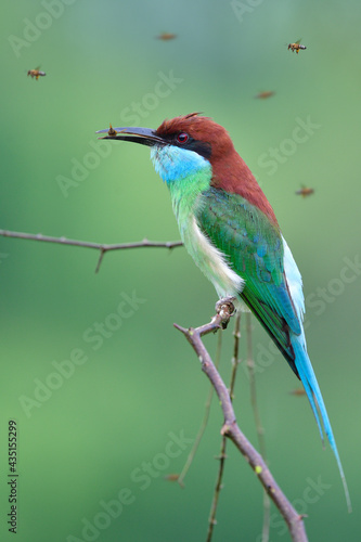 fascinated colorful bird with long tail and beaks catching flying wasp and enjoy eating on thin branch, blue-throated bee-eater