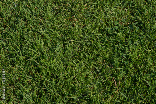 Grass texture. Green color. Background for design