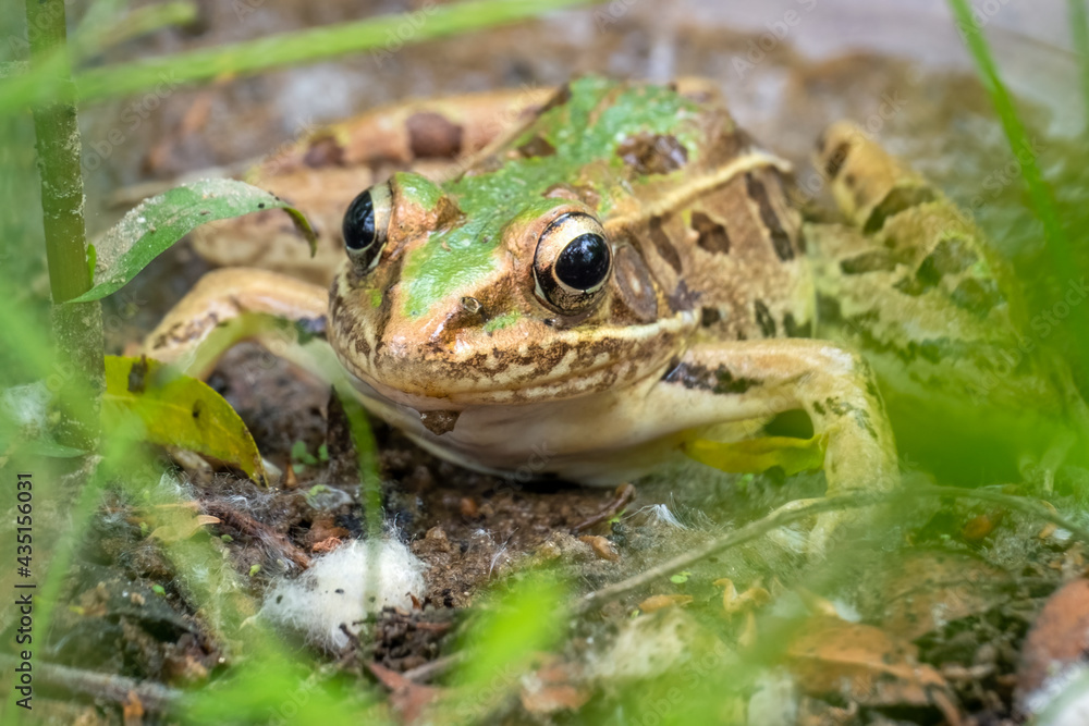 Front view of a Southern Leopard Frog (Rana sphenocephala) by the Creek. North Carolina. Front view of a Southern Leopard Frog (Rana sphenocephala) by the Creek. North Carolina.