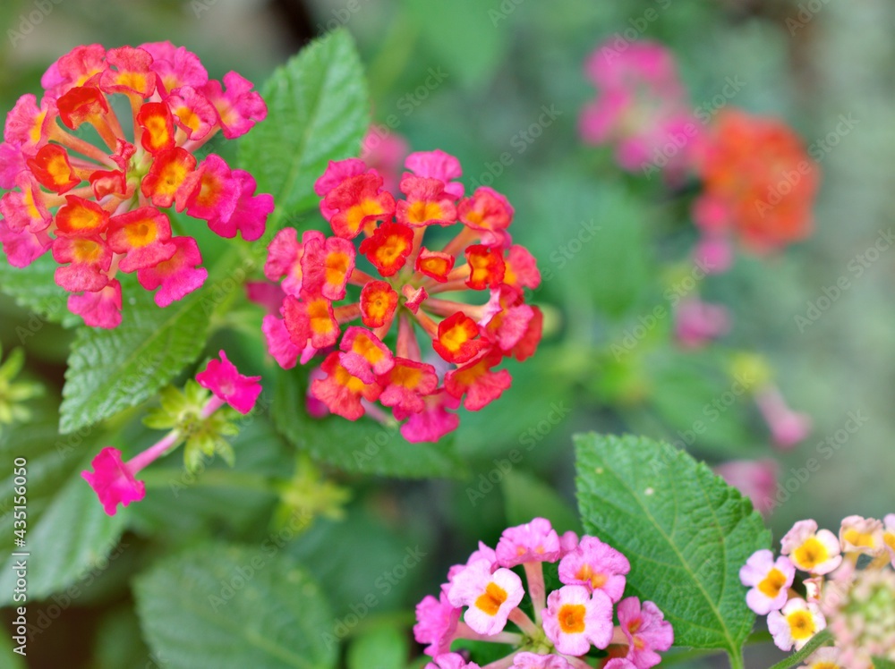 Gently pink flower lantana camara blooming in spring or summer in garden with pretty blurred background ,lovely card ,sweet color ,soft selective focus ,copy space ,delicate dreamy of beauty of nature Gently pink flower lantana camara blooming in spring or summer in garden with pretty blurred background ,lovely card ,sweet color ,soft selective focus ,copy space ,delicate dreamy of beauty of nature