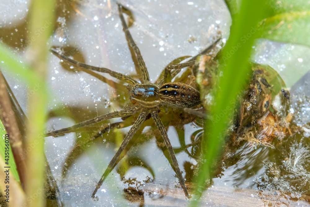 A Six-spotted Fishing Spider on the water's surface. Raleigh, North Carolina.