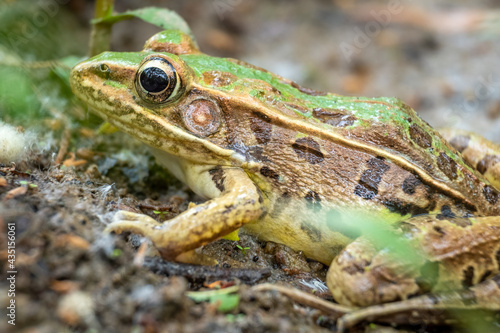 Side view of a Southern Leopard Frog (Rana sphenocephala) by the Creek. North Carolina.